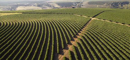 Fields in Brazil