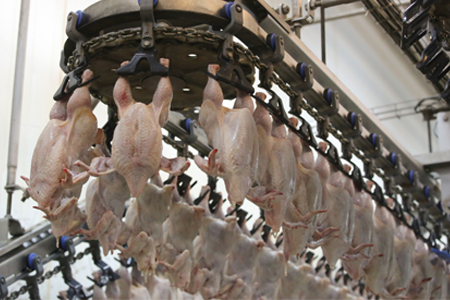 Poultry