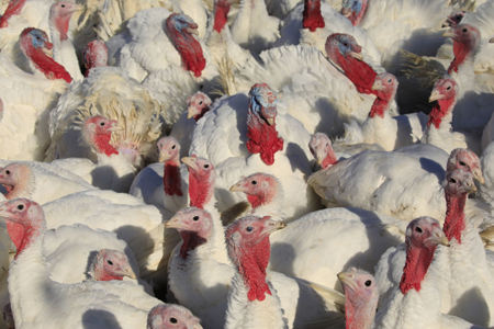 Turkeys
